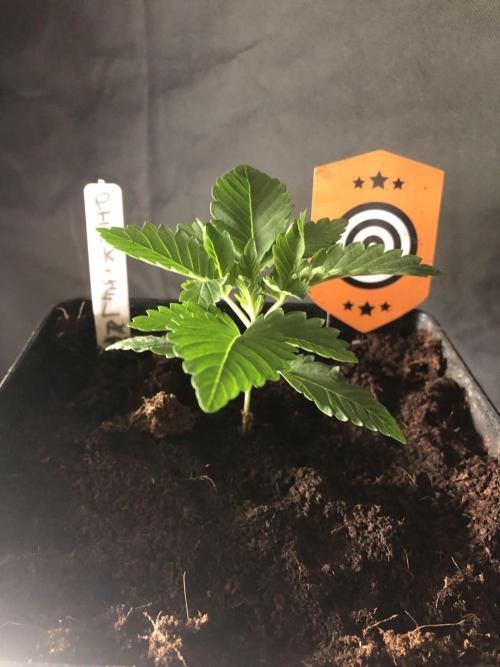 Pink gelato. Week 2
