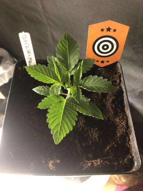 Pink gelato. Week 2