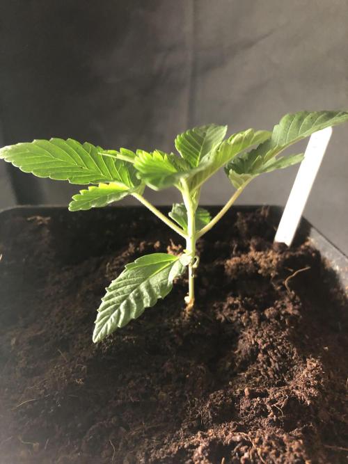 Pink gelato. Week 2