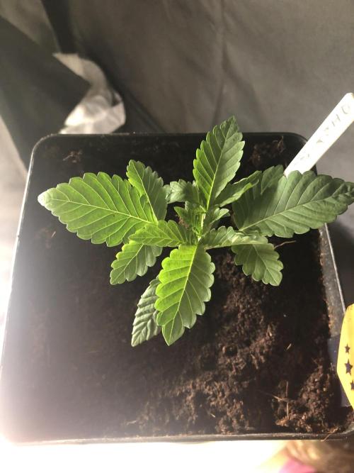 Pink gelato. Week 2