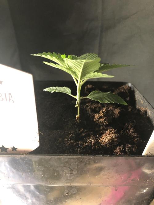 Pink gelato. Week 2