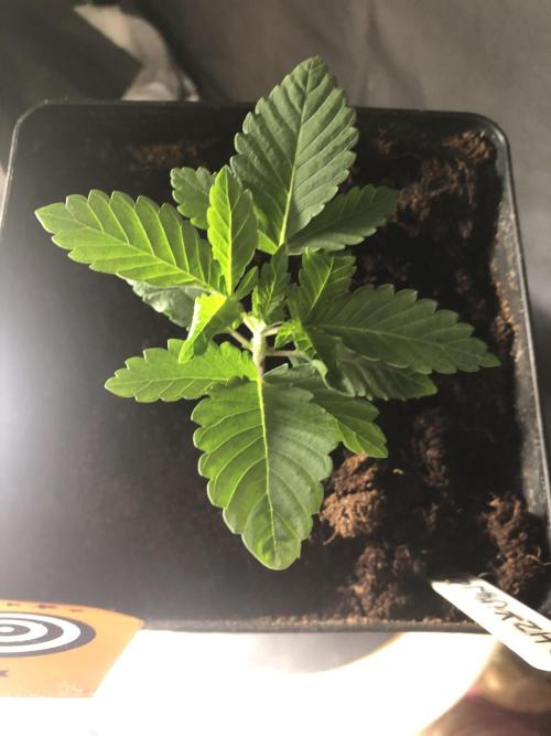 Pink gelato. Week 2