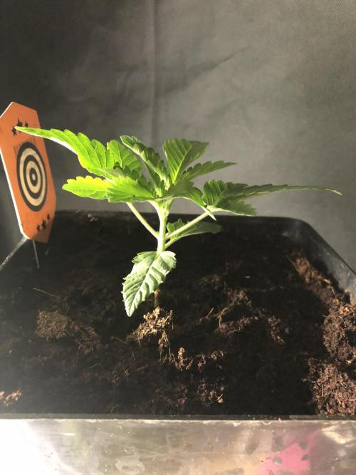 Pink gelato. Week 2