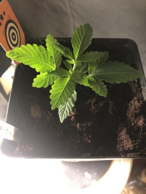Pink gelato. Week 2