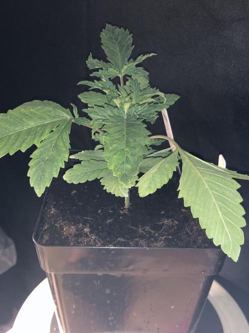 Mexican Sativa. Week 5