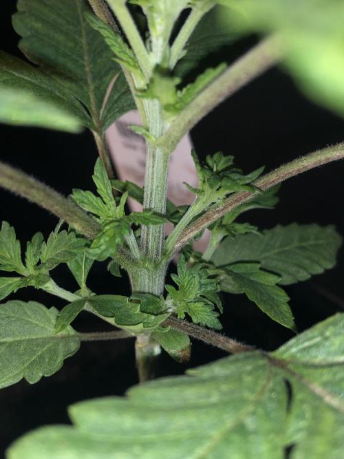 Mexican Sativa. Week 5