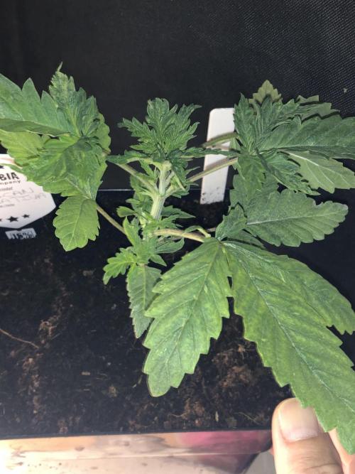 Mexican Sativa. Week 5