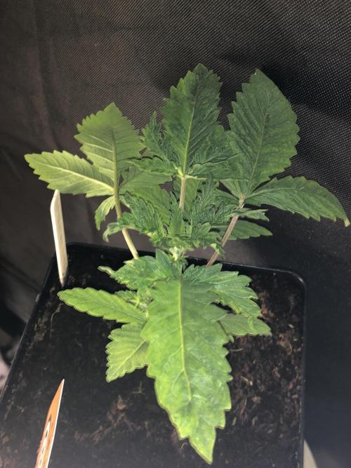 Mexican Sativa. Week 5