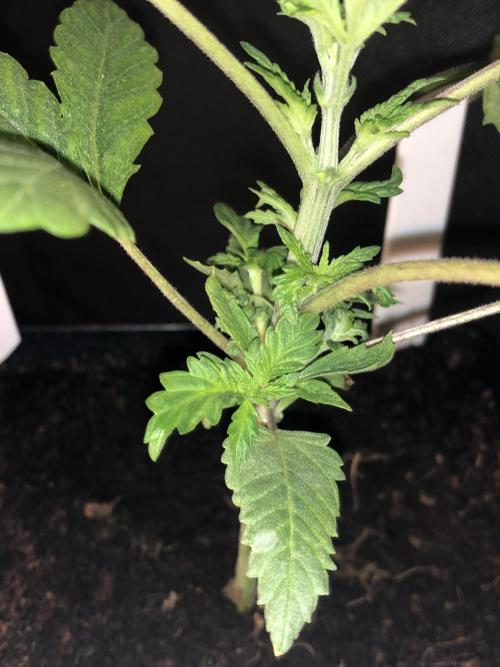 Mexican Sativa. Week 5