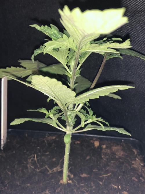 Mexican Sativa. Week 5