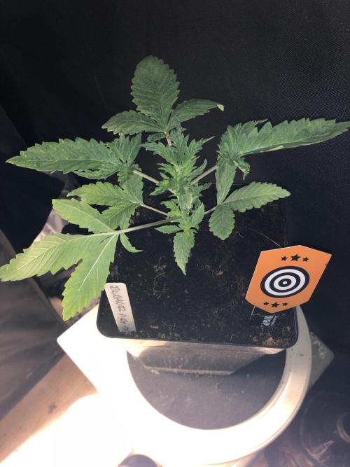 Mexican Sativa. Week 5