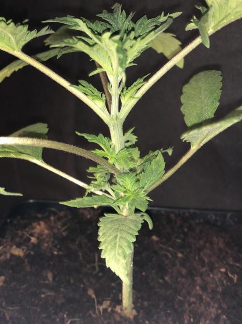 Mexican Sativa. Week 5