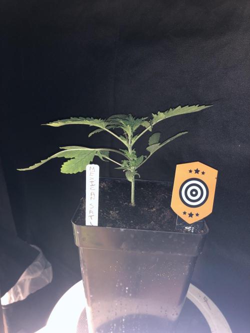 Mexican Sativa. Week 5