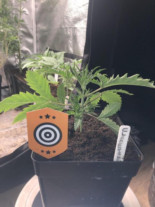 Clementine slush. Week 5