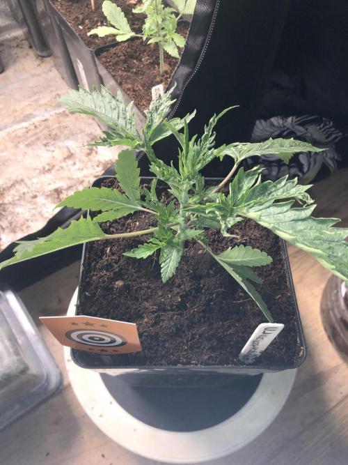 Clementine slush. Week 5