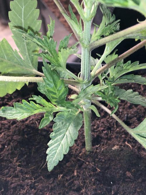 Clementine slush. Week 5
