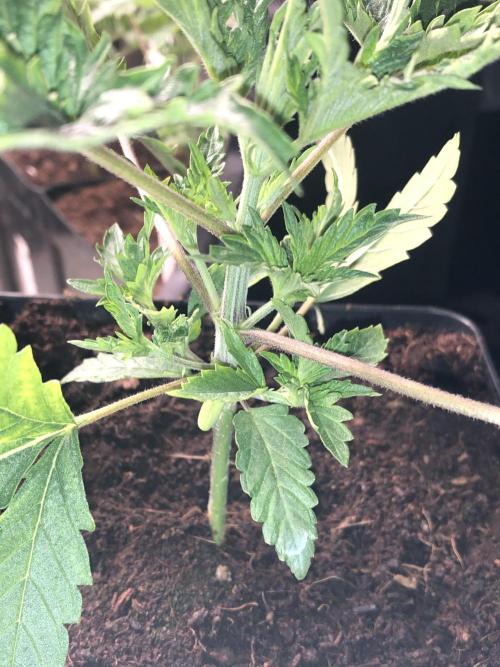 Clementine slush. Week 5