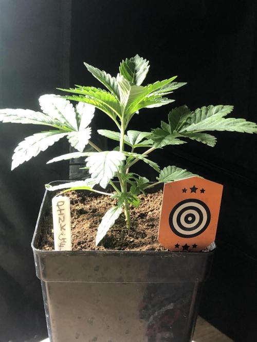 Pink gelato. Week 3