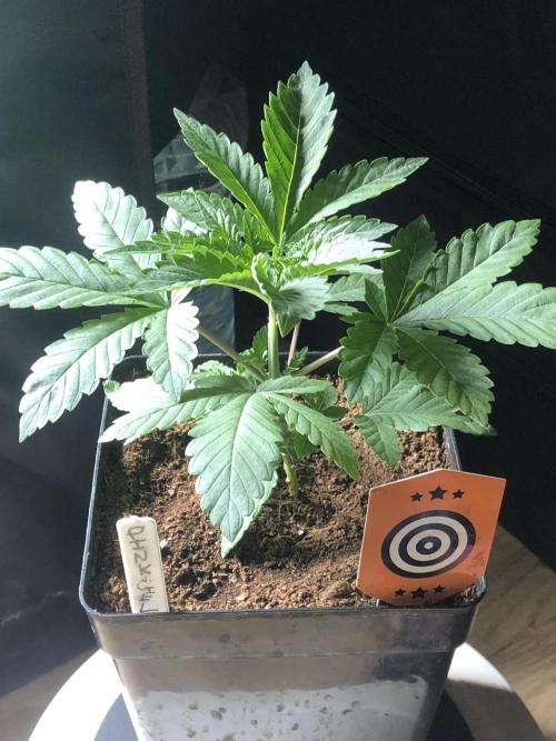 Pink gelato. Week 3