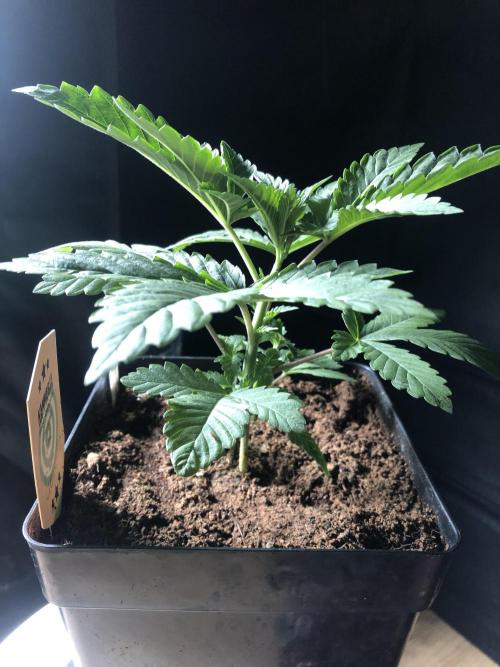 Pink gelato. Week 3