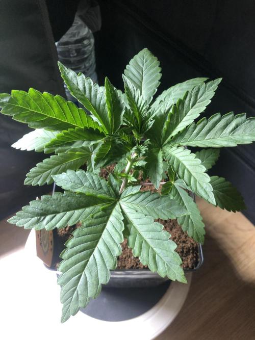 Pink gelato. Week 3