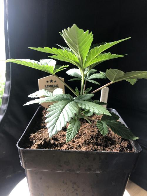 Pink gelato. Week 3