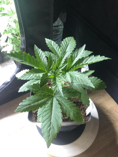 Pink gelato. Week 3