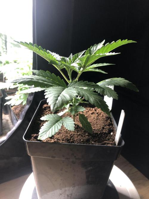 Pink gelato. Week 3