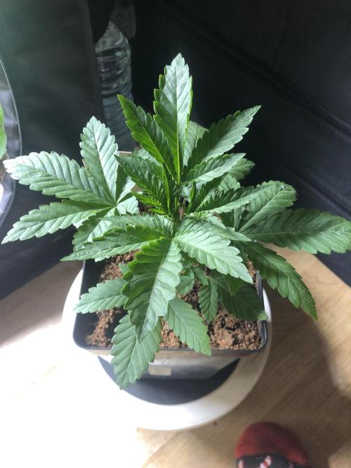 Pink gelato. Week 3