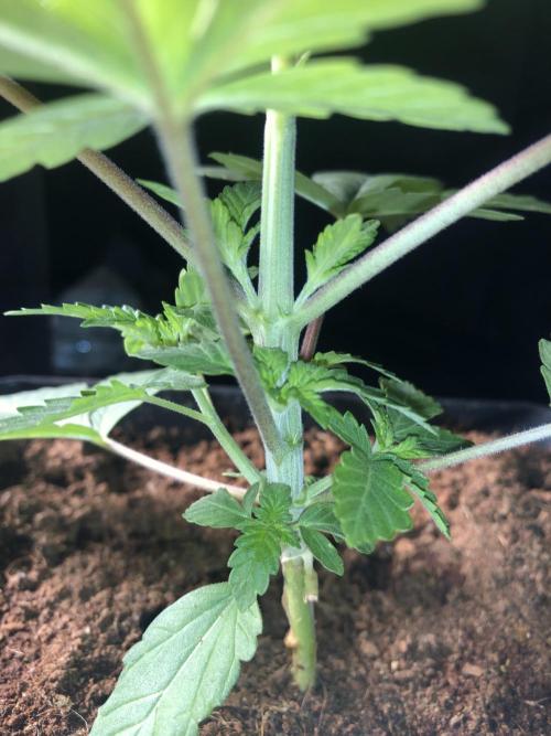 Pink gelato. Week 3