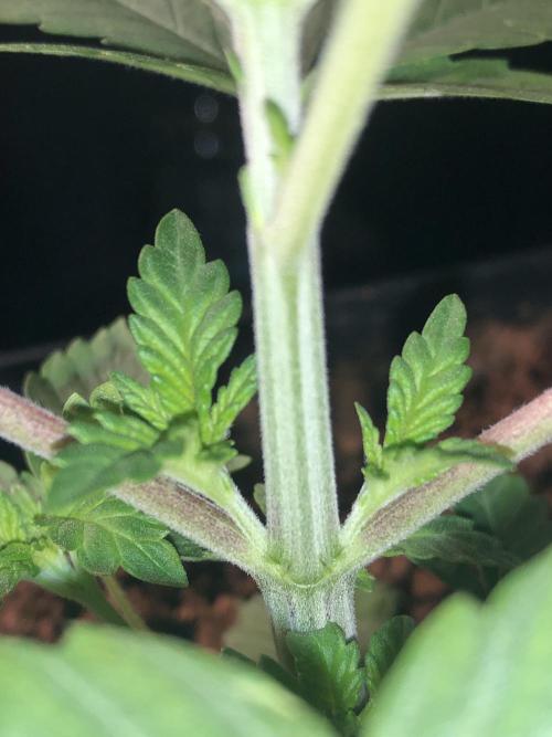 Pink gelato. Week 3