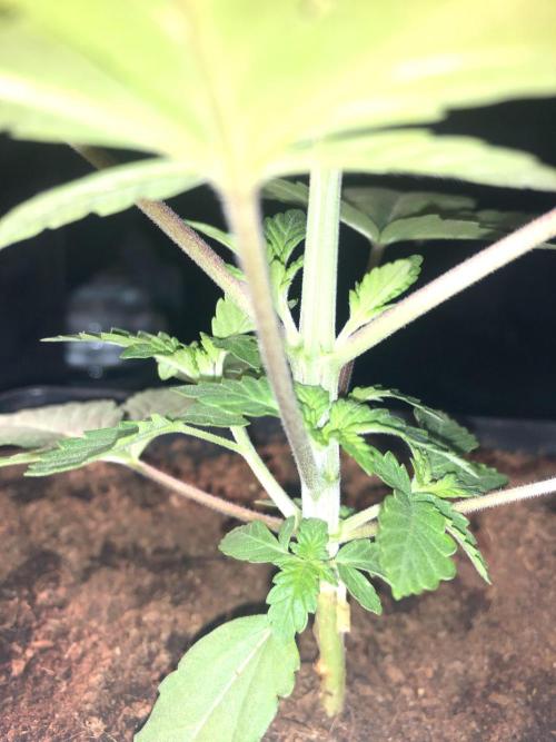 Pink gelato. Week 3