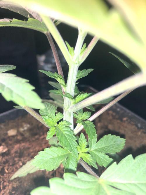 Pink Gelato. Week 3