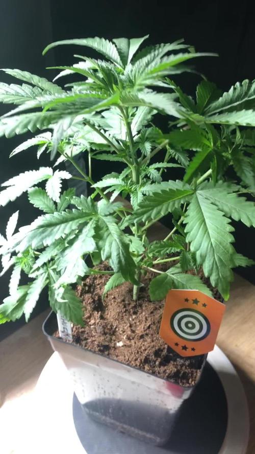 Mexican Sativa