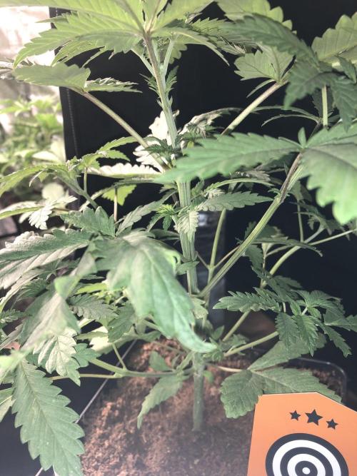 Mexican Sativa. Week 6