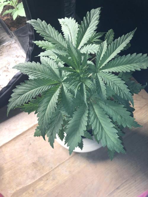Mexican Sativa. Week 6