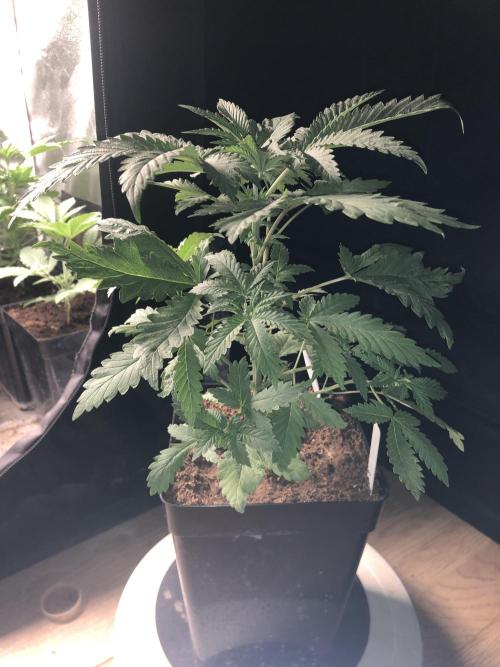 Mexican Sativa. Week 6