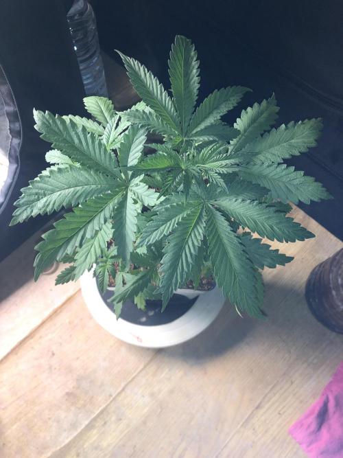 Mexican Sativa. Week 6