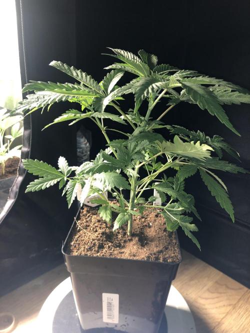 Mexican Sativa. Week 6