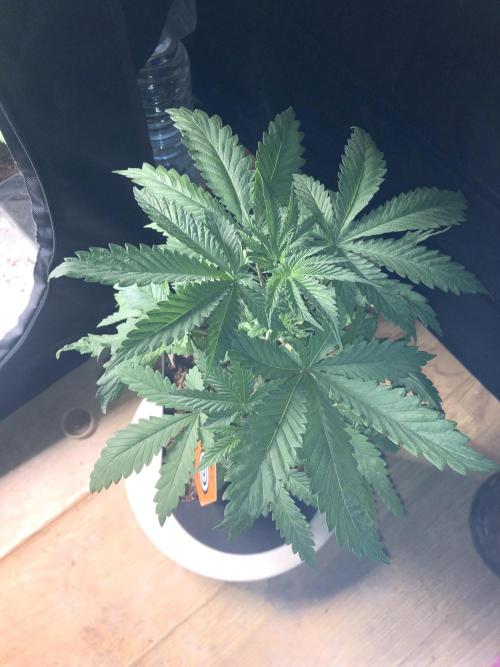 Mexican Sativa. Week 6