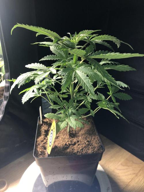 Mexican Sativa. Week 6