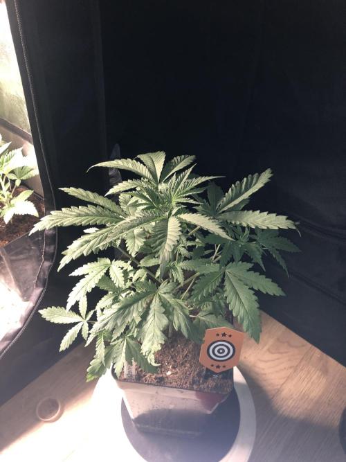 Mexican Sativa. Week 6