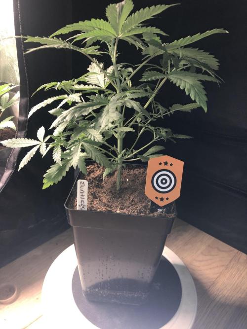 Mexican Sativa . Week 6