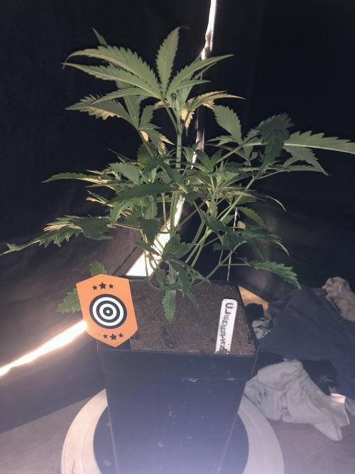 Clementine slush. Week 6