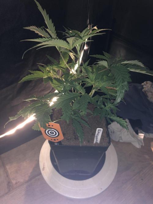 Clementine slush. Week 6