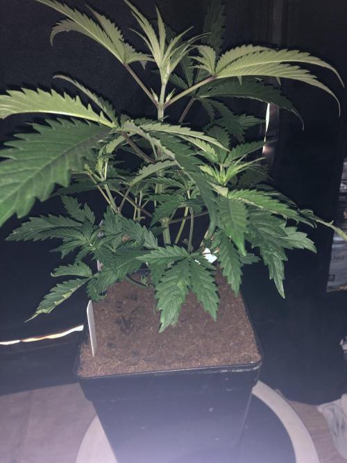 Clementine slush. Week 6