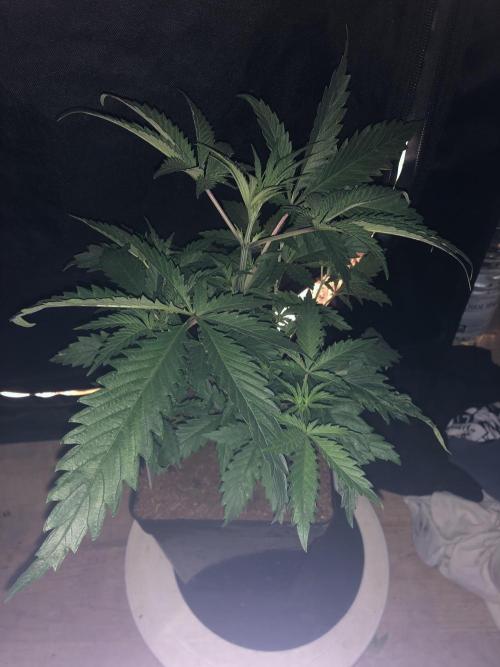 Clementine slush. Week 6