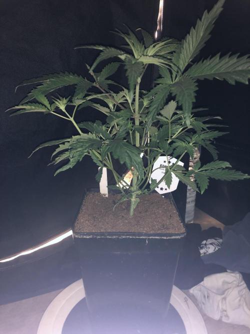 Clementine slush. Week 6