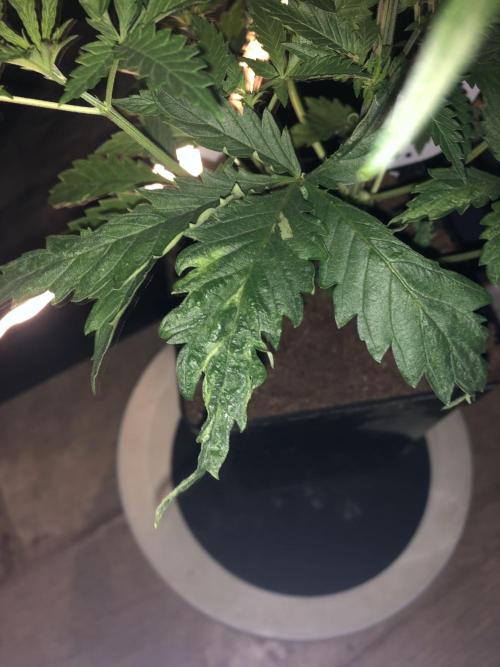 Clementine slush. Week 6