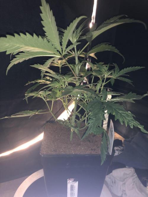 Clementine slush. Week 6